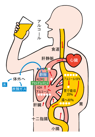 適正飲酒の取り組み 飲酒と健康 ビール酒造組合