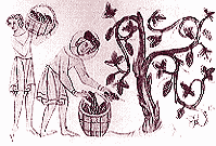 中世ホップの収穫