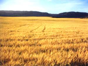 収穫を待つ大麦畑