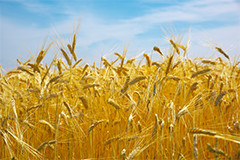 収穫を待つ大麦畑